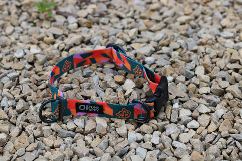 Stunt Puppy x TCM Everyday Collar